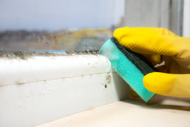 Best Toxic Mold Removal  in Cicero, IN